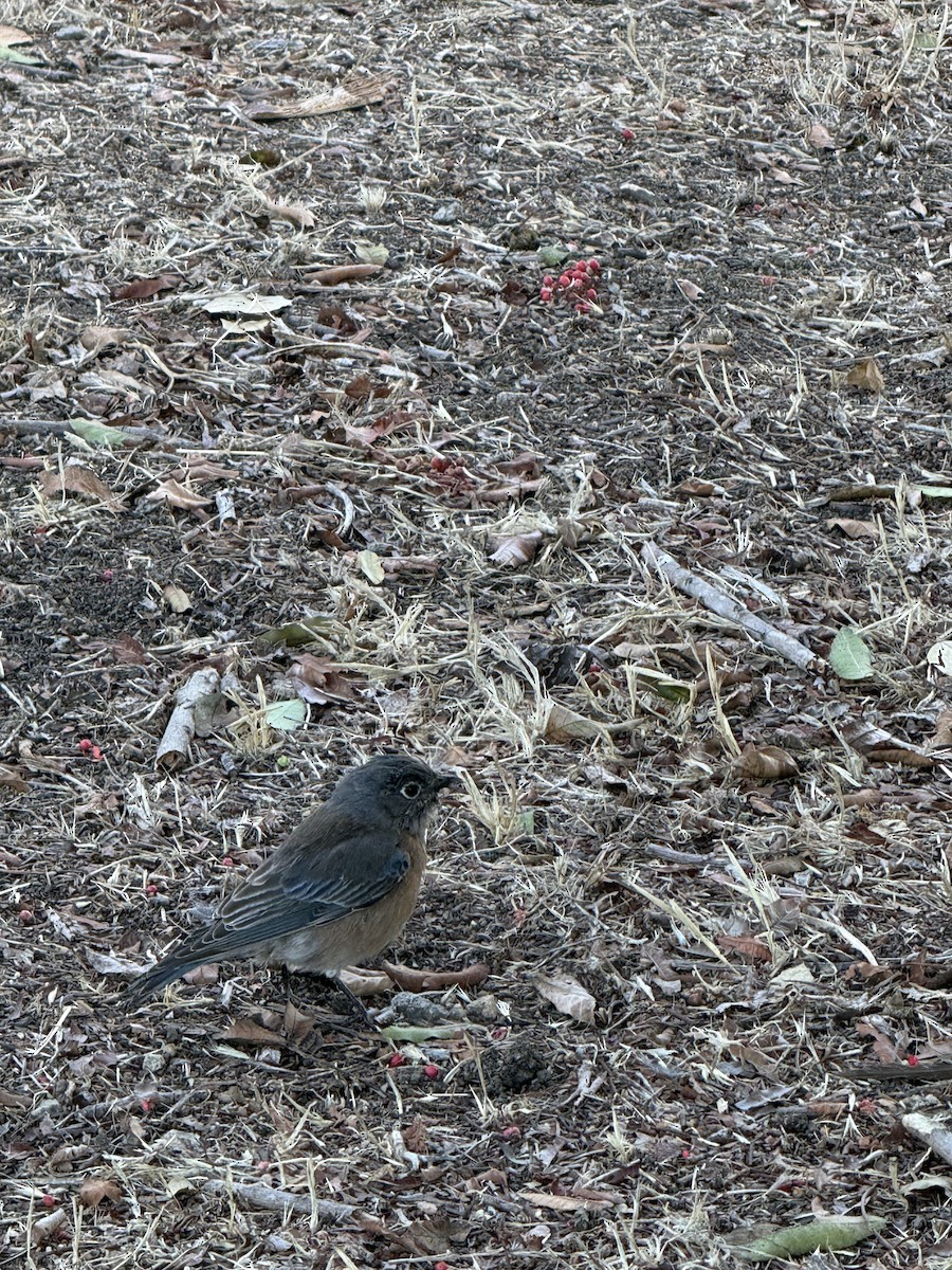 Western Bluebird - ML642887481