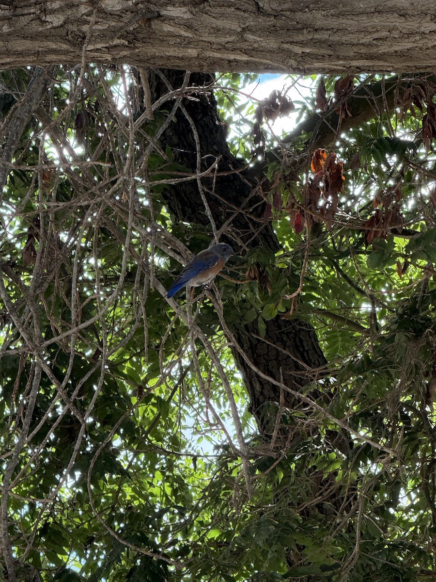 Western Bluebird - ML642887482