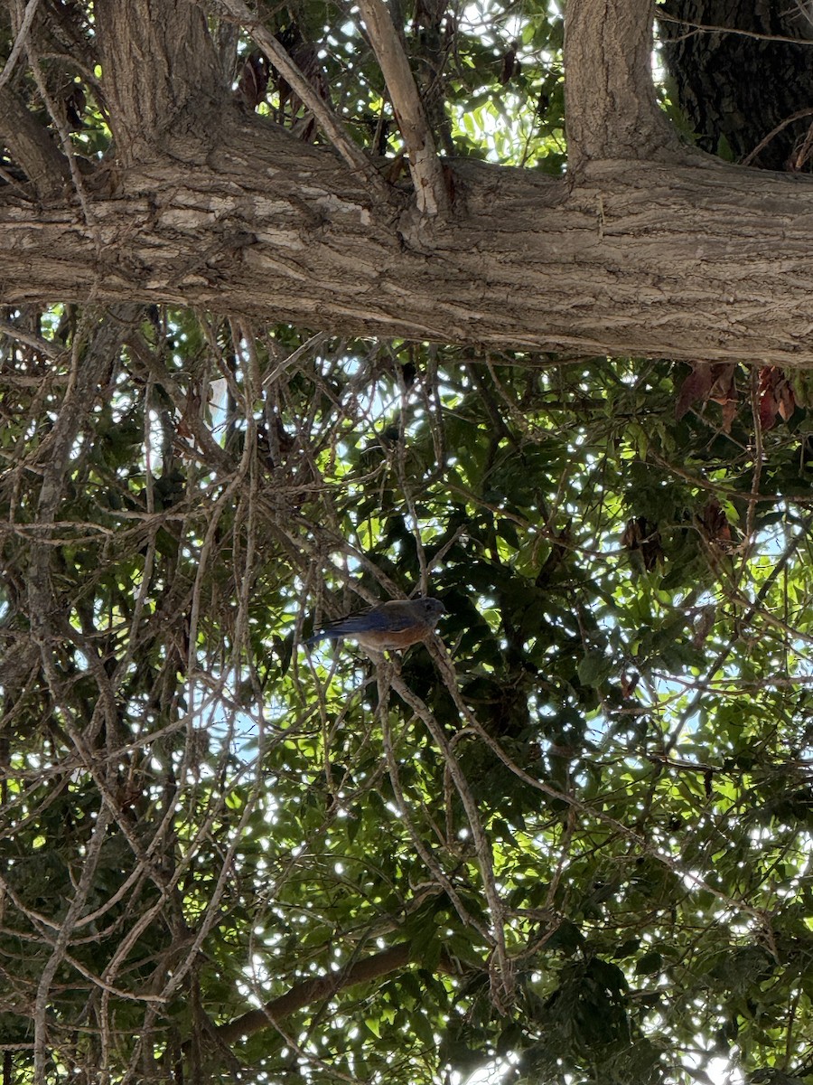 Western Bluebird - ML642887483