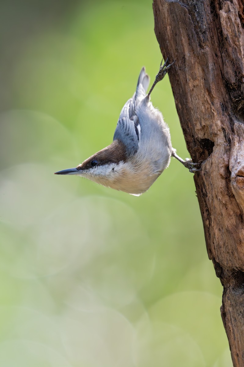 Brown-headed Nuthatch - ML642887488