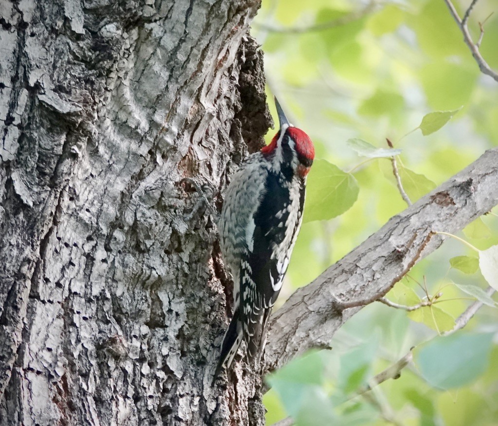 Red-naped Sapsucker - ML642887491