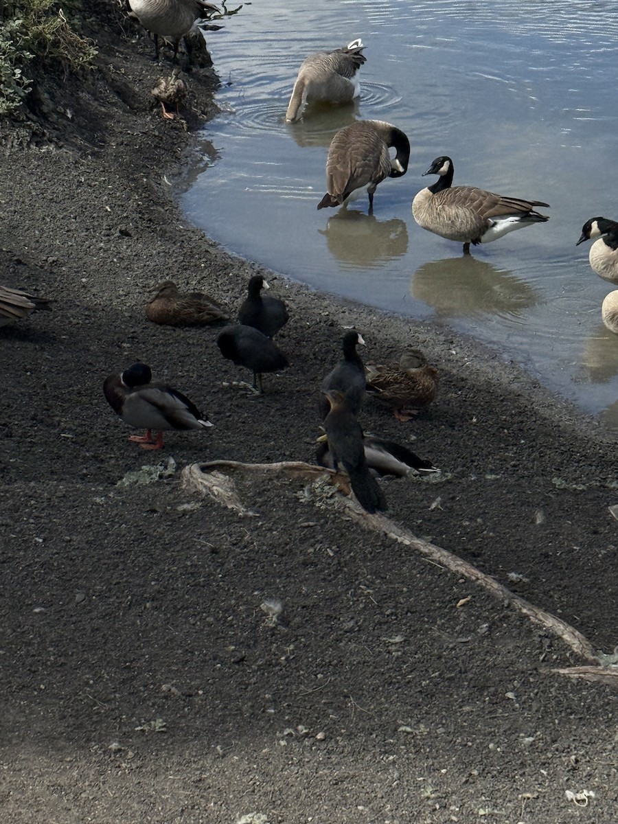 Great-tailed Grackle - ML642887500