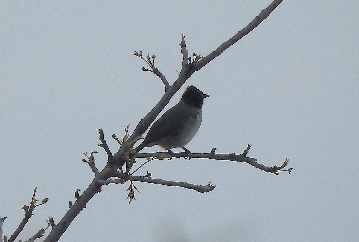 Common Bulbul (Dark-capped) - ML642887504