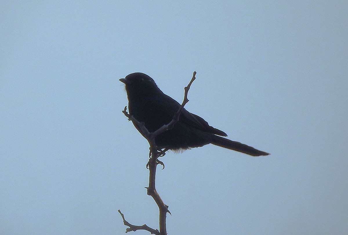 Southern Black-Flycatcher - ML642887511