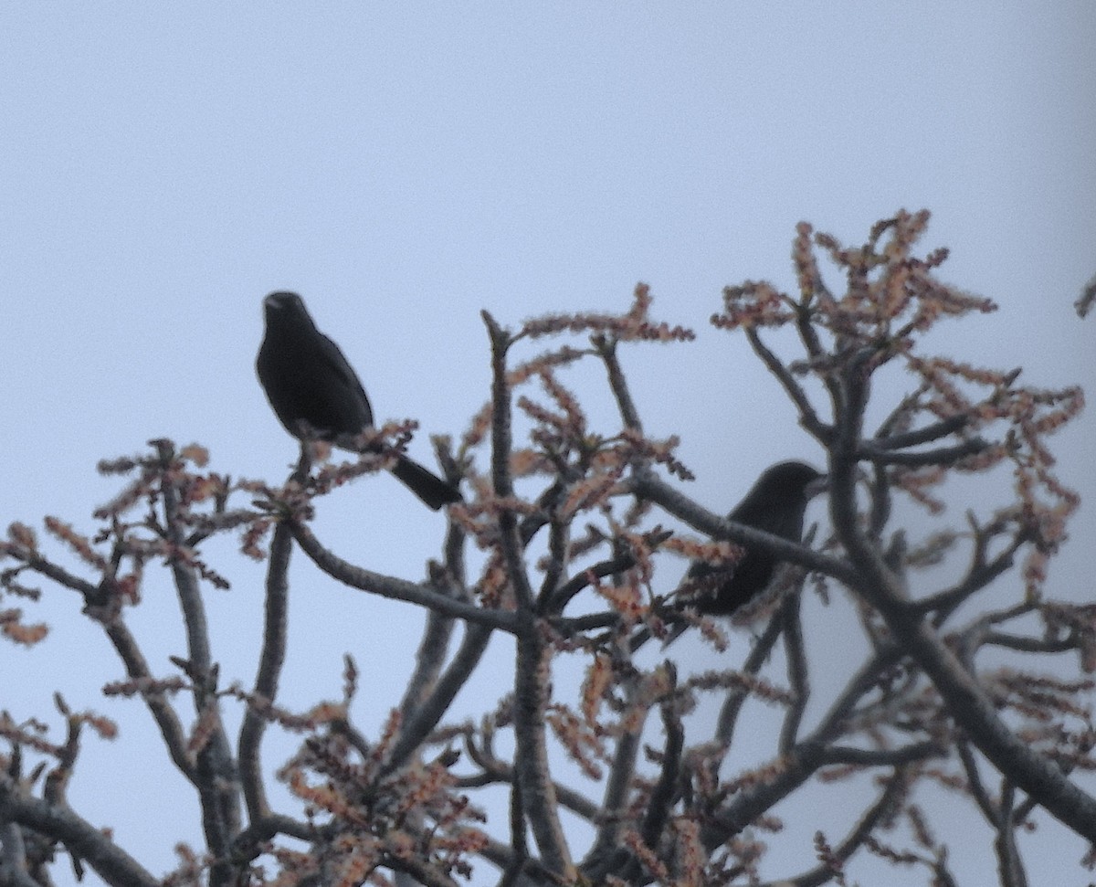 Southern Black-Flycatcher - ML642887512