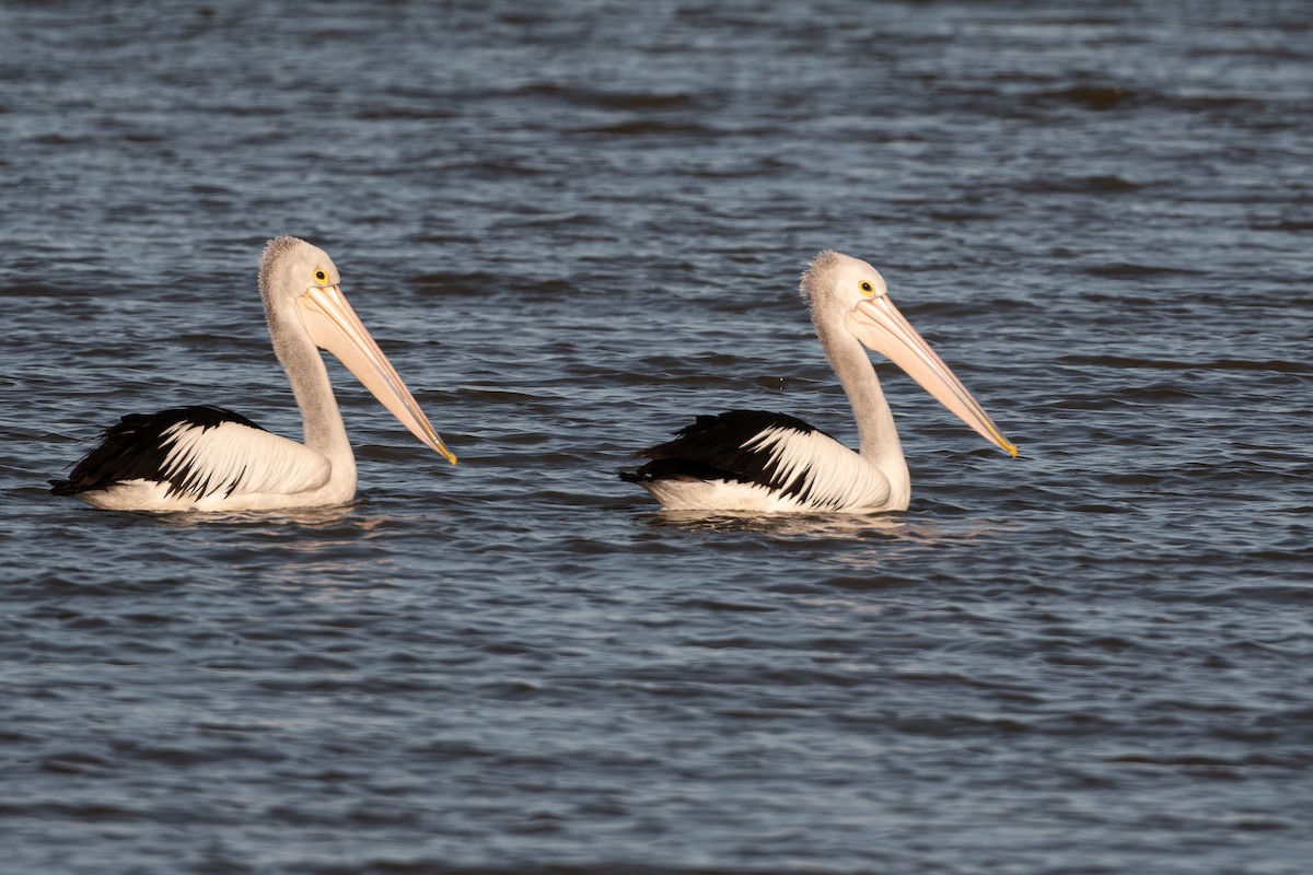 Australian Pelican - ML642887542