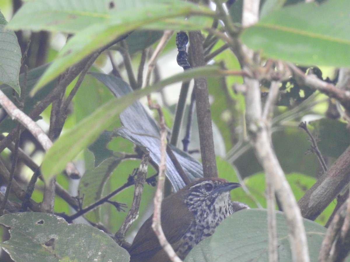Spot-breasted Wren - ML642887543