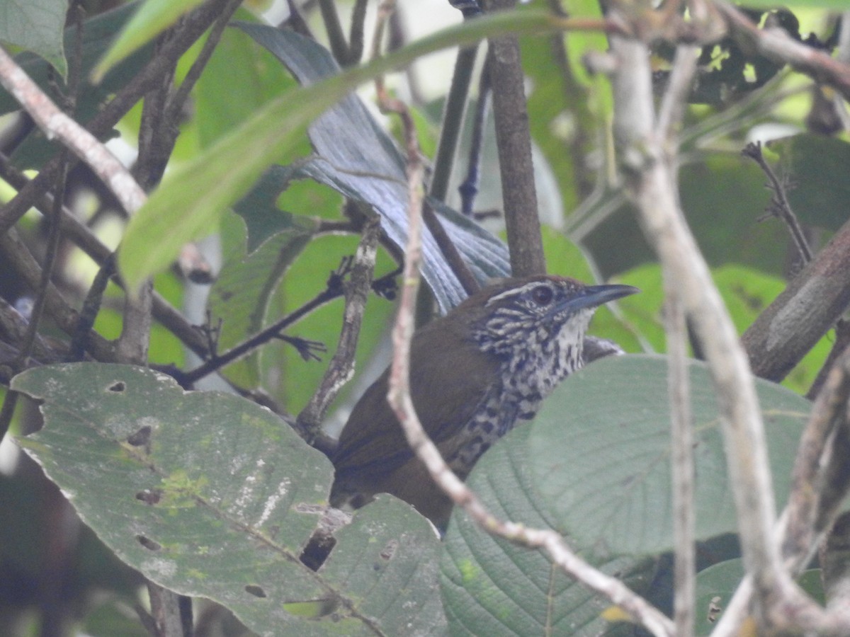 Spot-breasted Wren - ML642887544