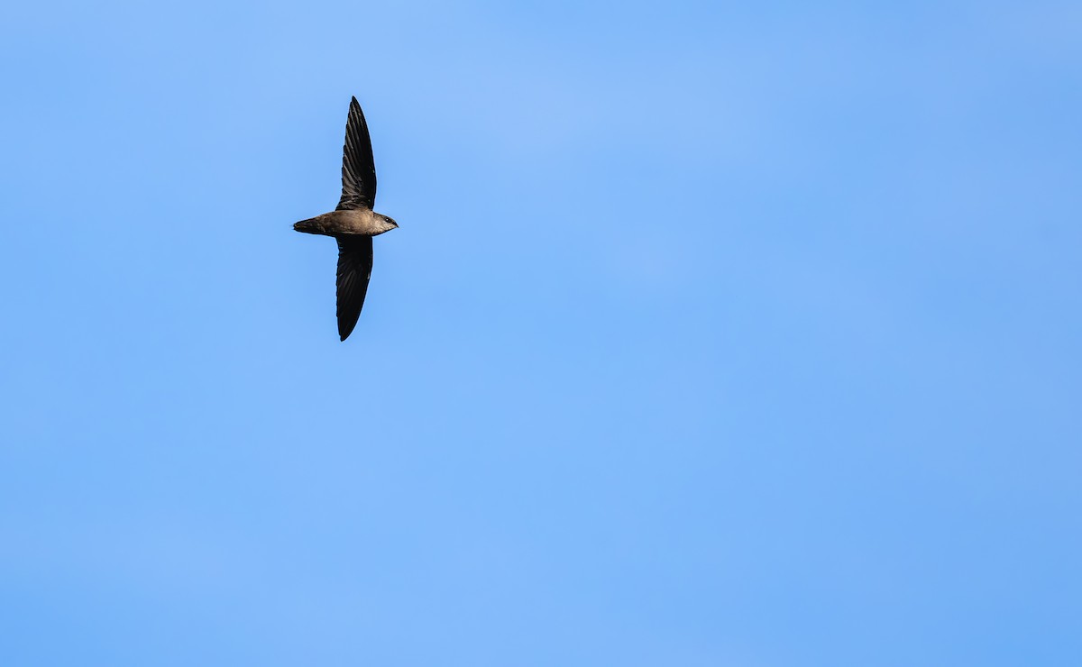 Chimney Swift - ML642887545