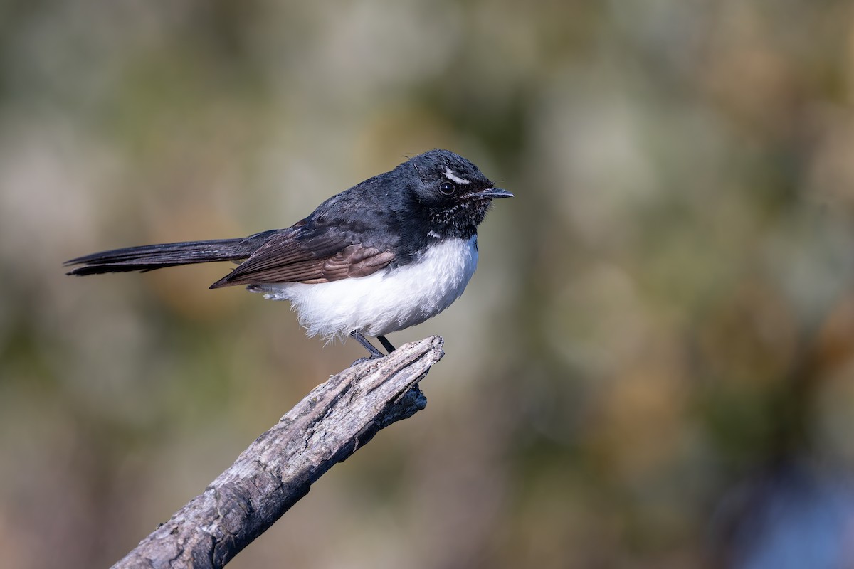 Willie-wagtail - ML642887548