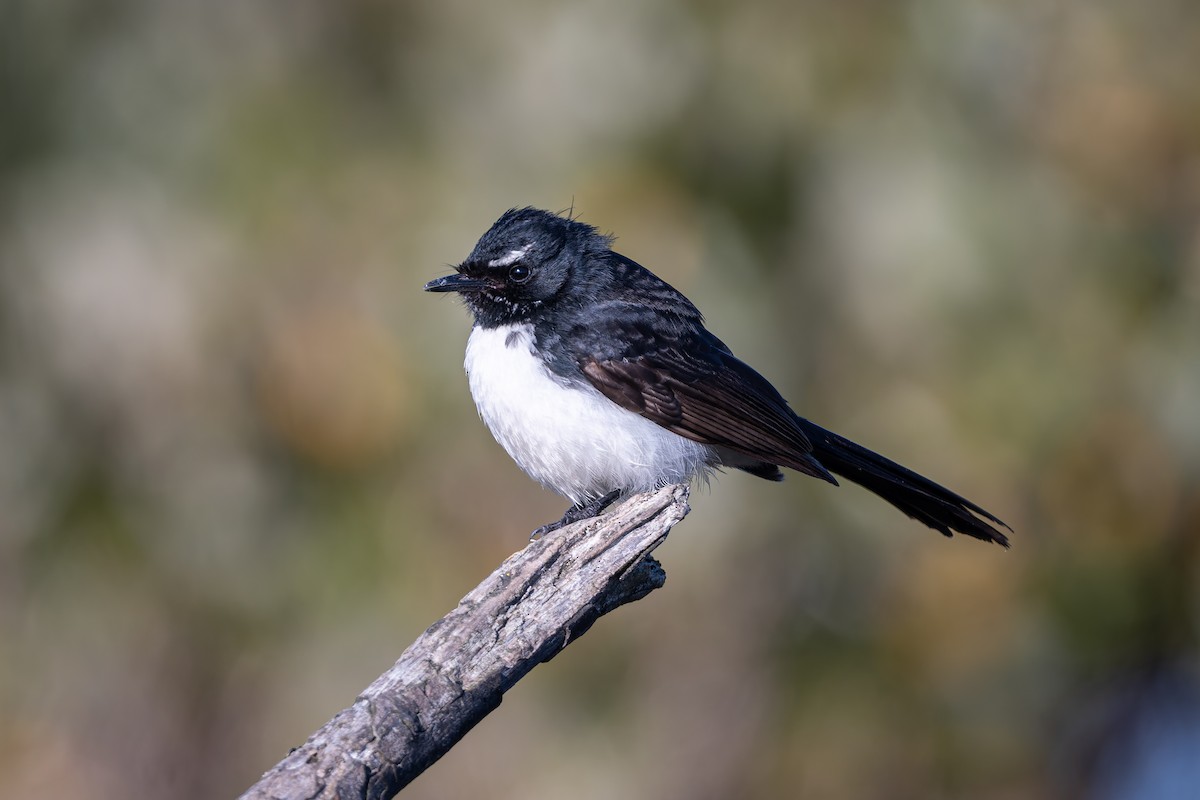 Willie-wagtail - ML642887549