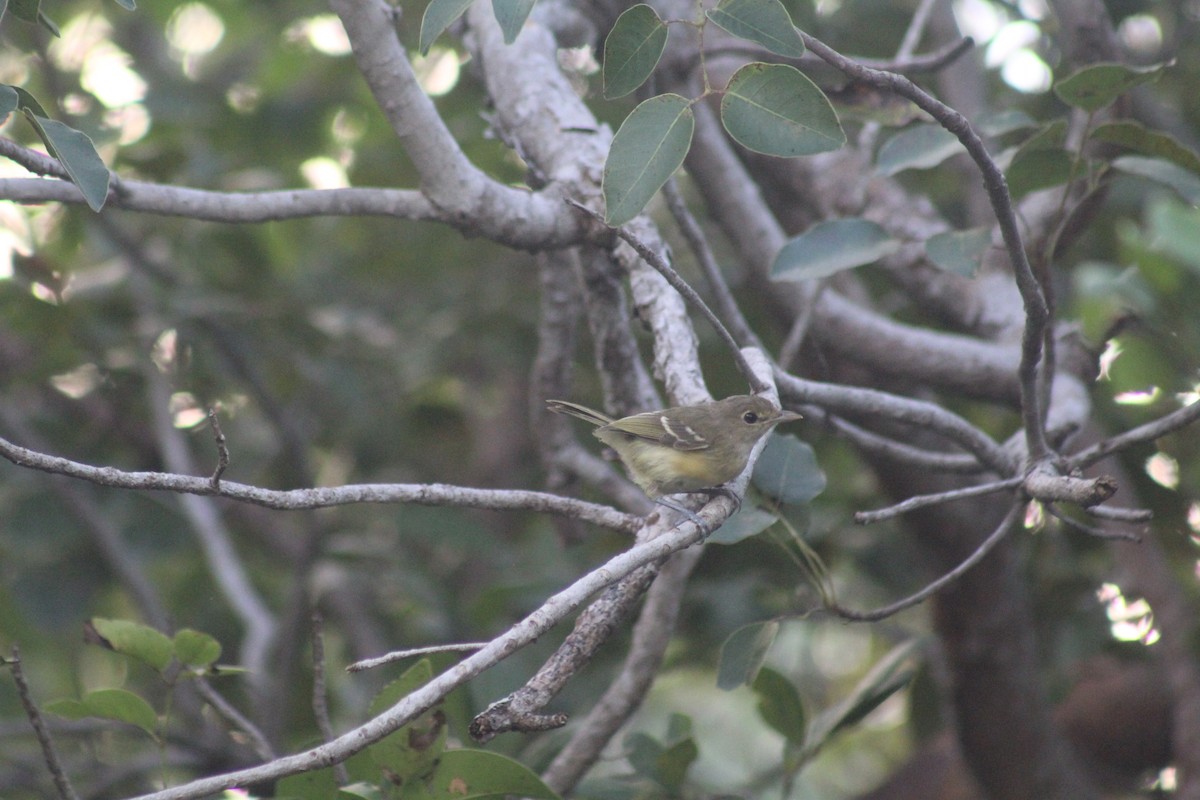Thick-billed Vireo - ML642887566