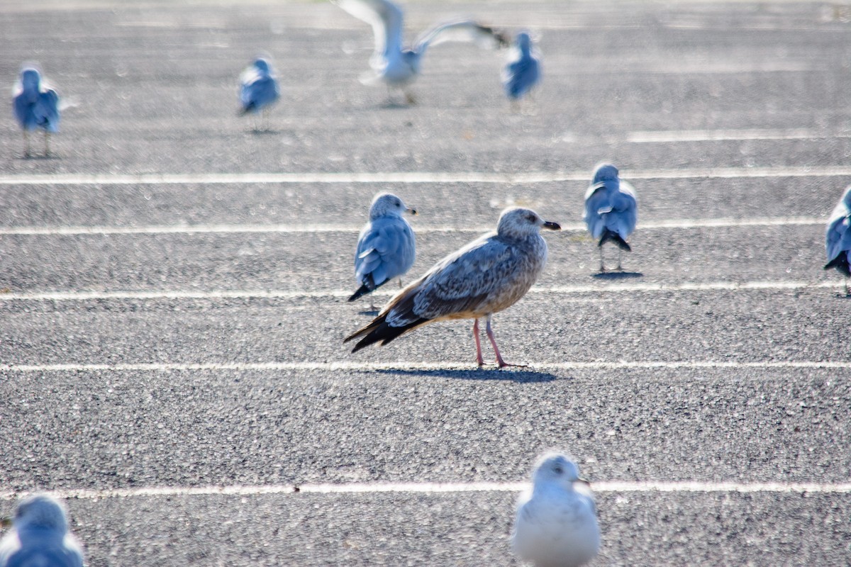 American Herring Gull - ML642887574