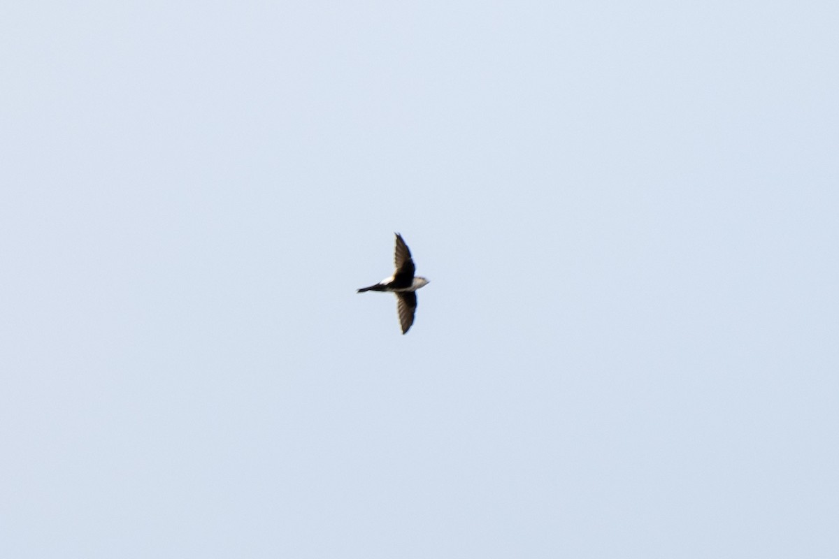 White-throated Swift - ML642887604