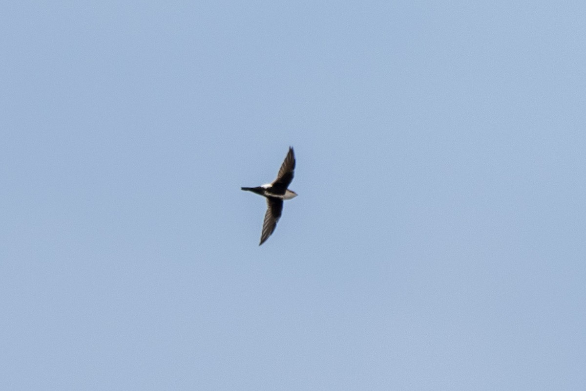 White-throated Swift - ML642887605