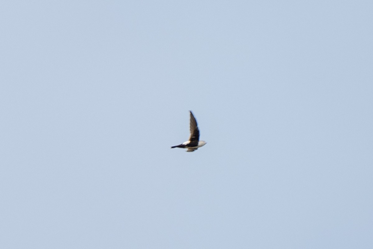 White-throated Swift - ML642887606