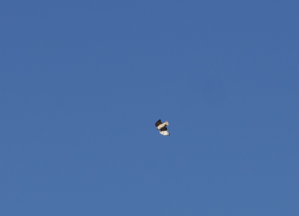 Red-tailed Hawk - ML642887607