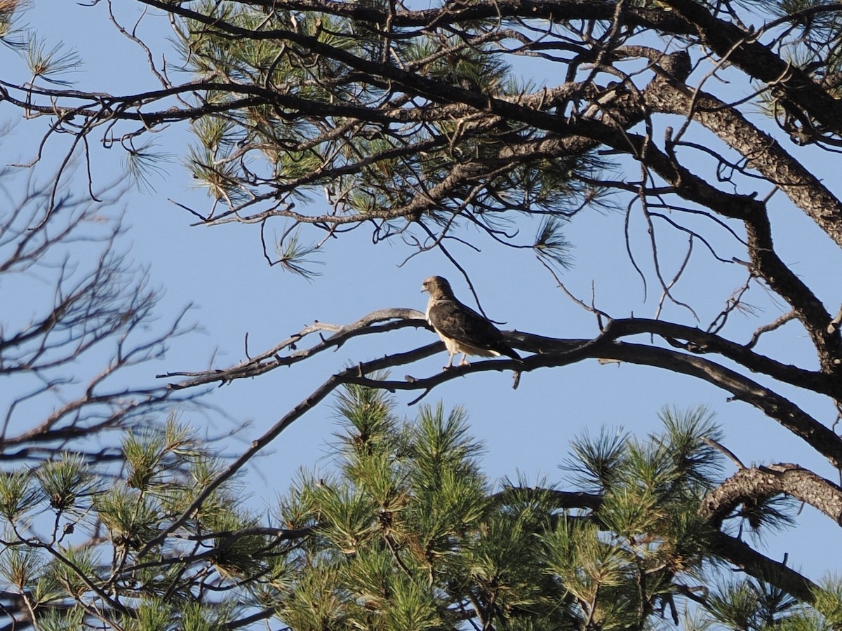 Red-tailed Hawk - ML642887608