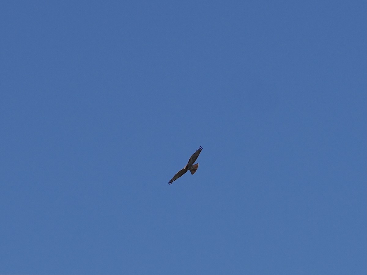 Red-tailed Hawk - ML642887609