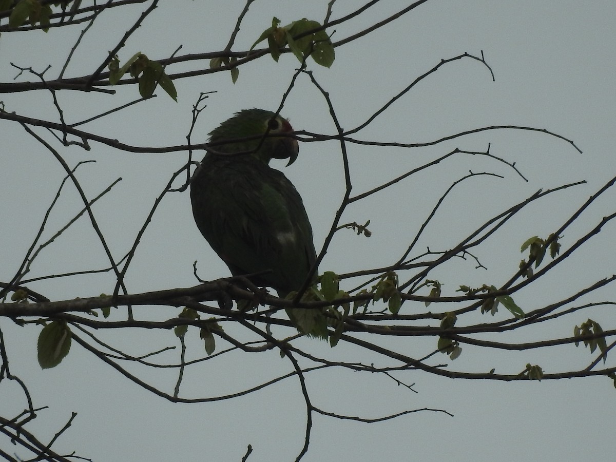 Red-lored Amazon - ML642887622