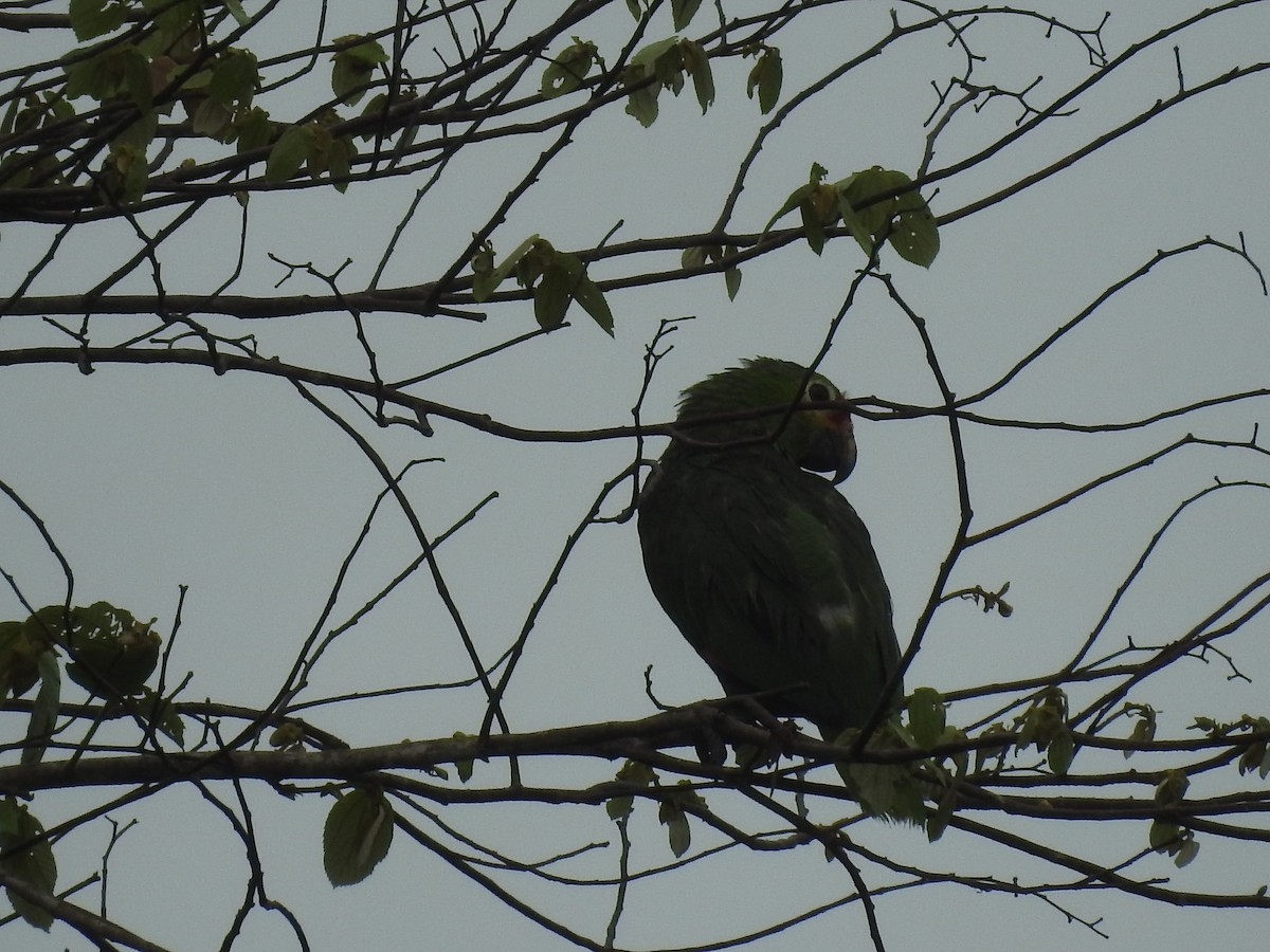 Red-lored Amazon - ML642887623