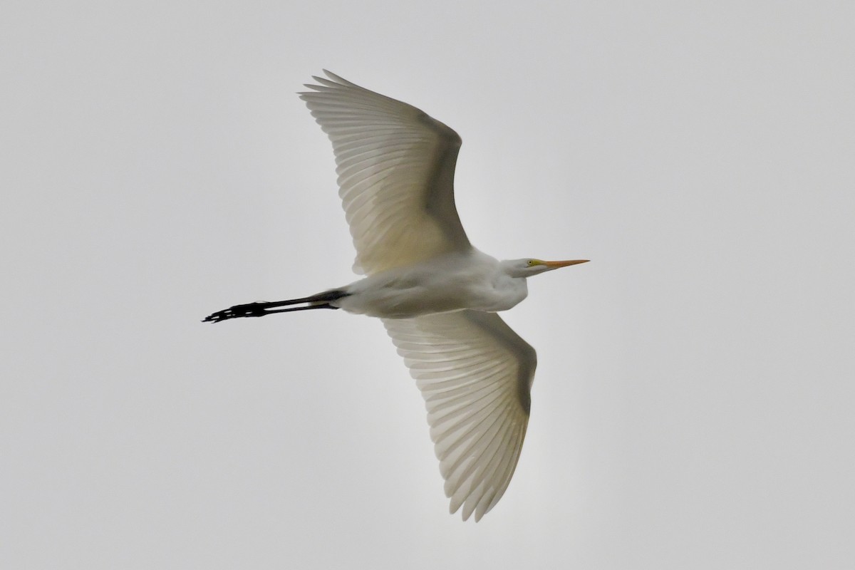 Great Egret - ML642887631