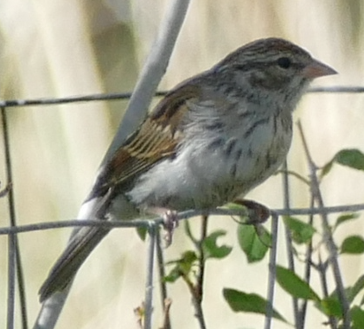 Chipping Sparrow - ML642887642