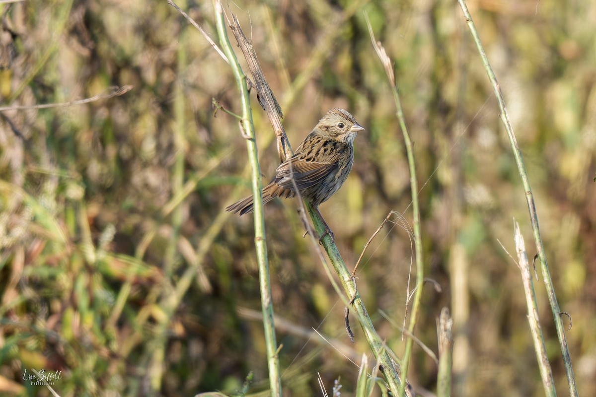 Lincoln's Sparrow - ML642887647
