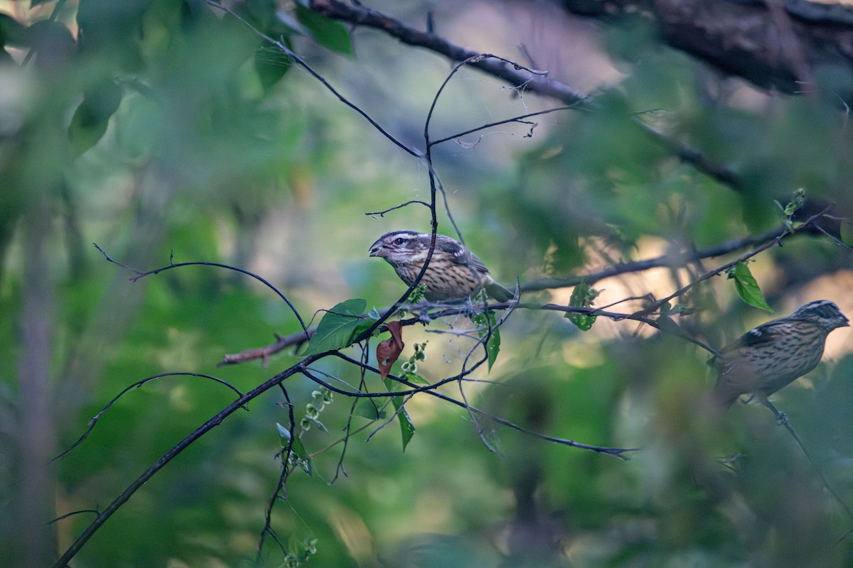 Rose-breasted Grosbeak - ML642887652