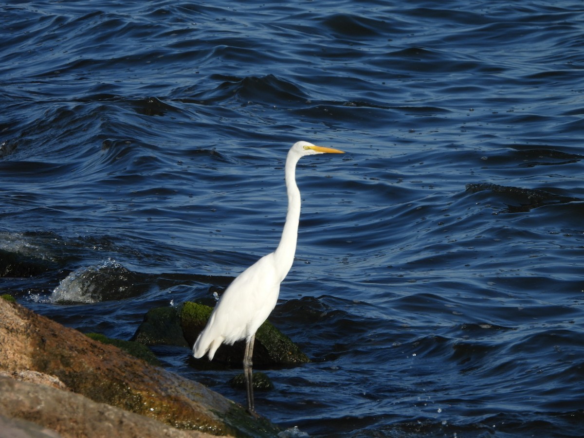 ダイサギ - ML642887654