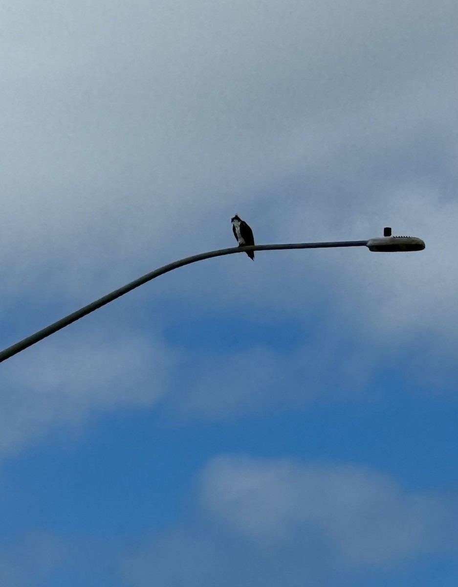 Osprey - ML642887655