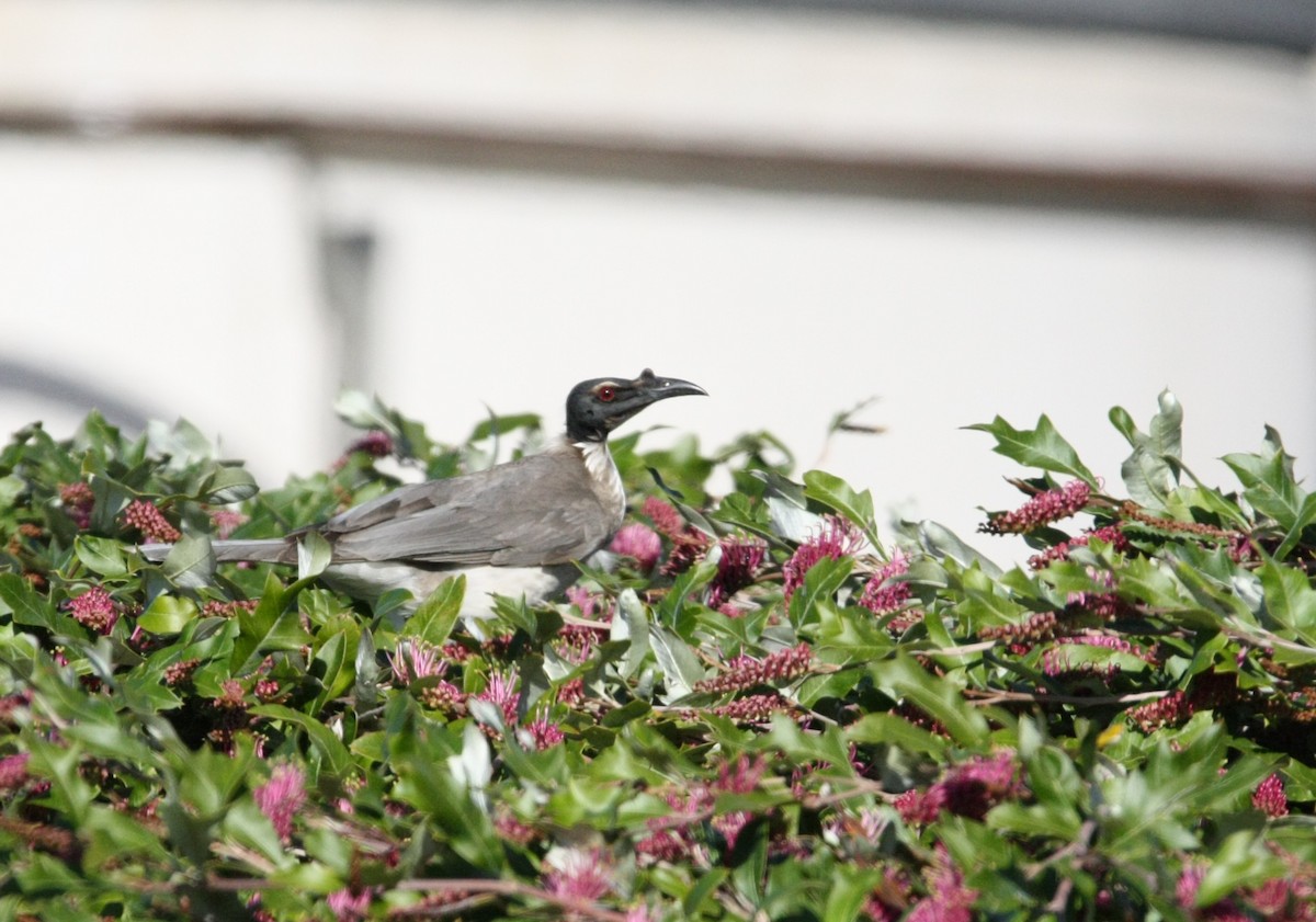 Noisy Friarbird - ML642887660