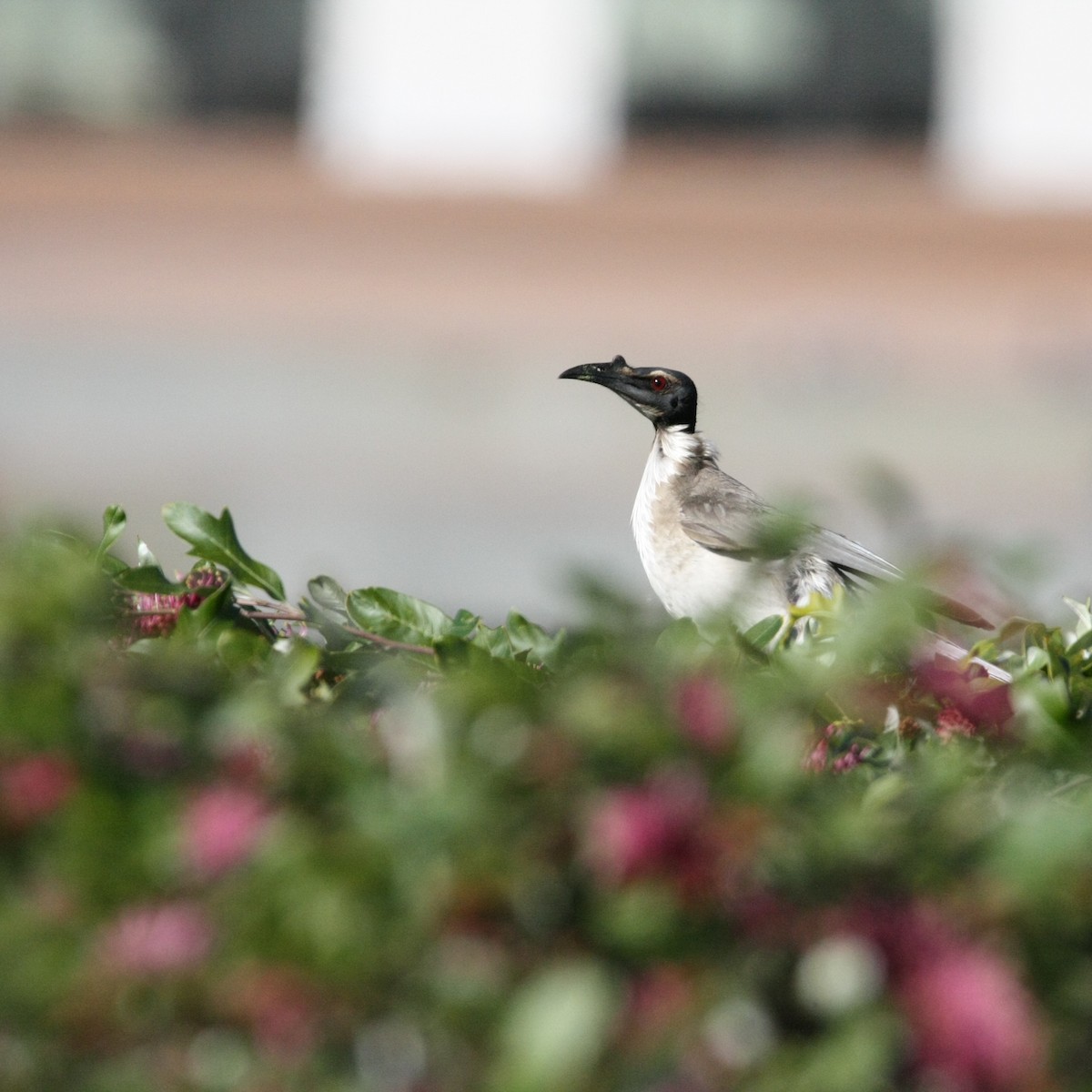 Noisy Friarbird - ML642887661