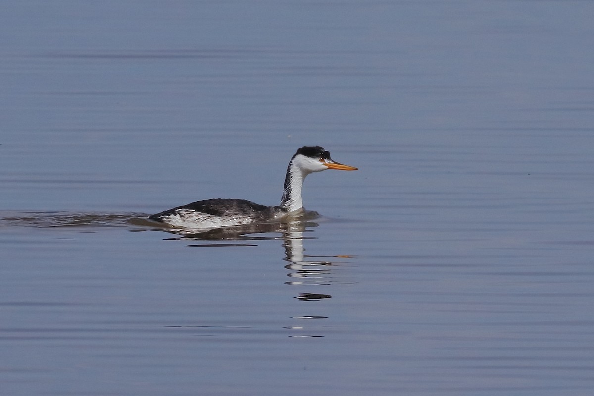 Clark's Grebe - ML642887662