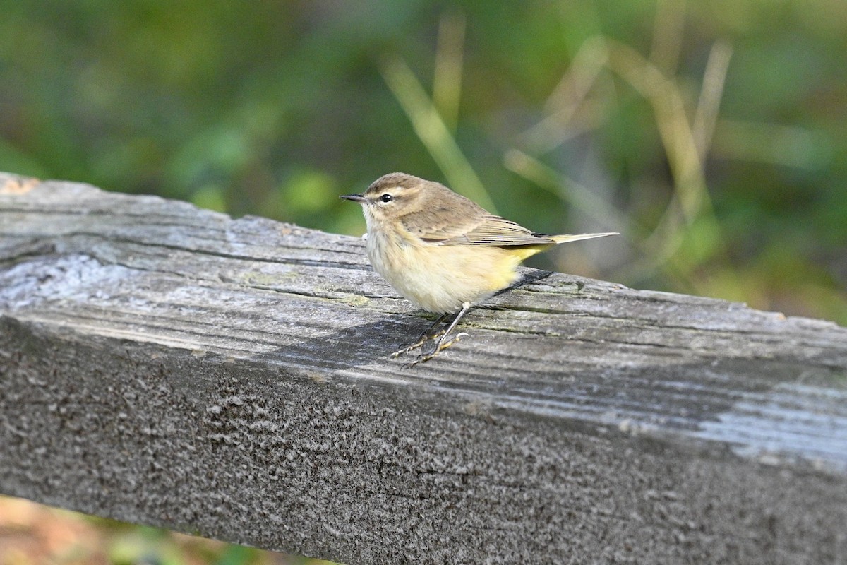 Palm Warbler - ML642887674