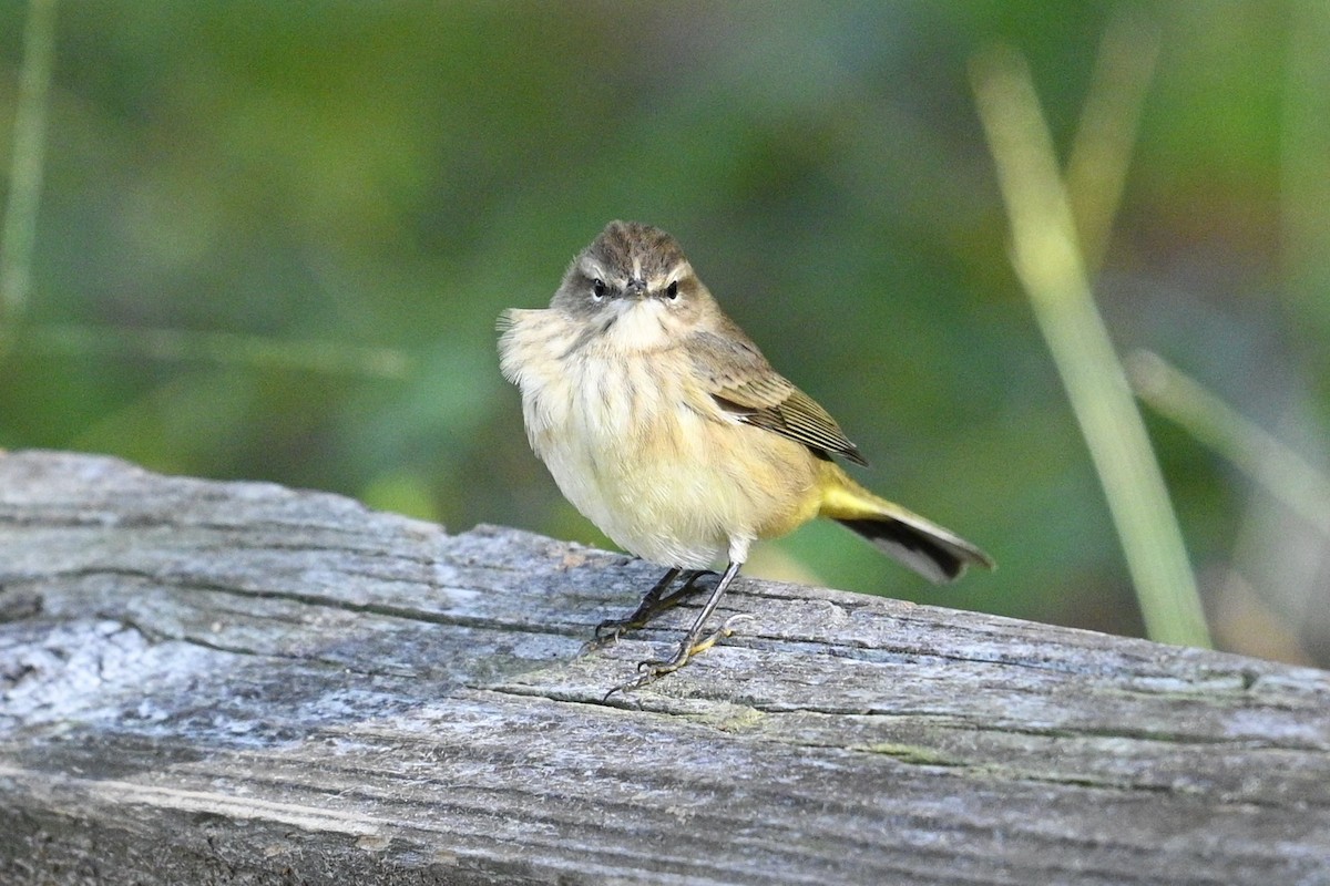 Palm Warbler - ML642887675