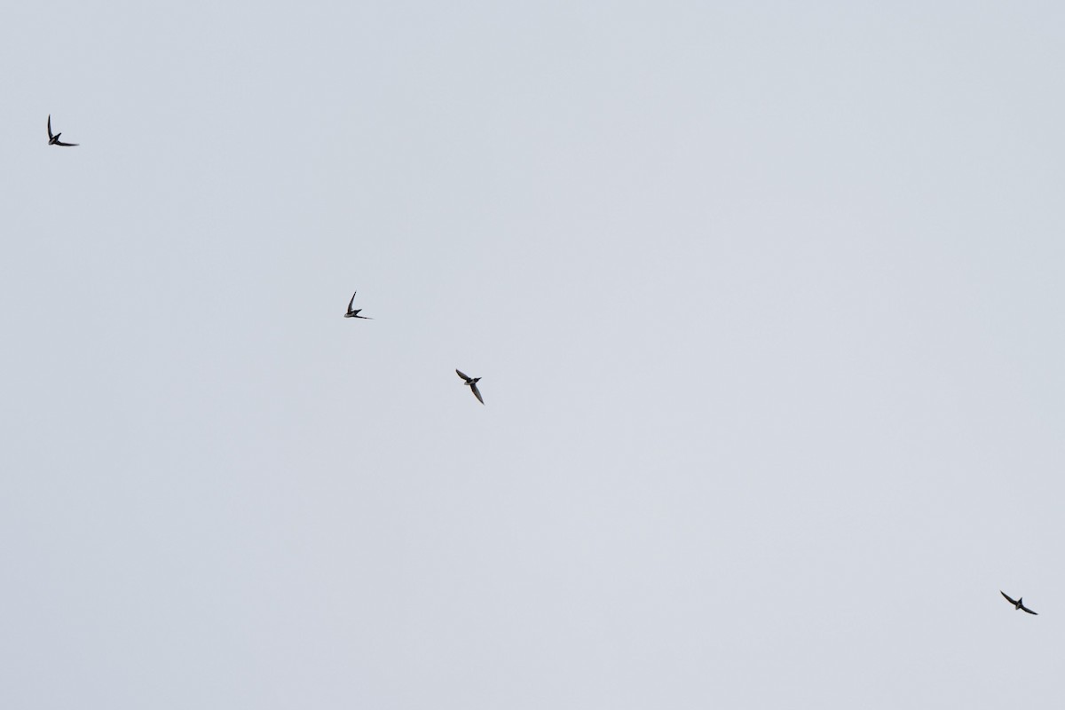 White-throated Swift - ML642887680