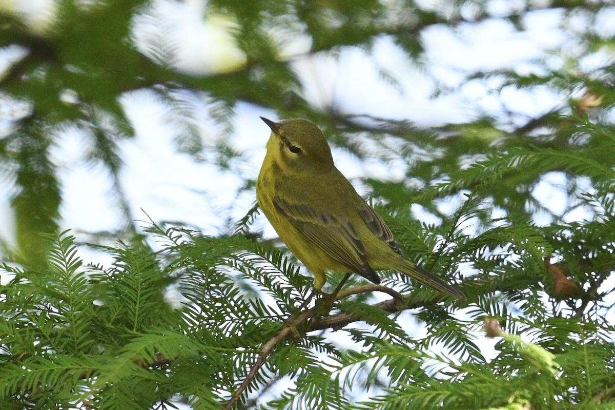 Prairie Warbler - ML642887702