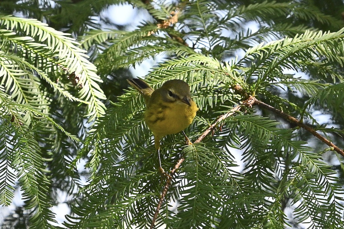 Prairie Warbler - ML642887703