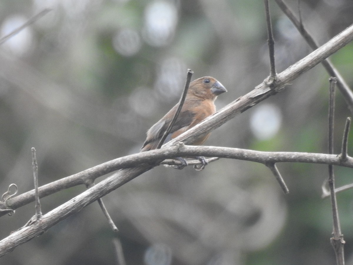 Thick-billed Seed-Finch - ML642887704