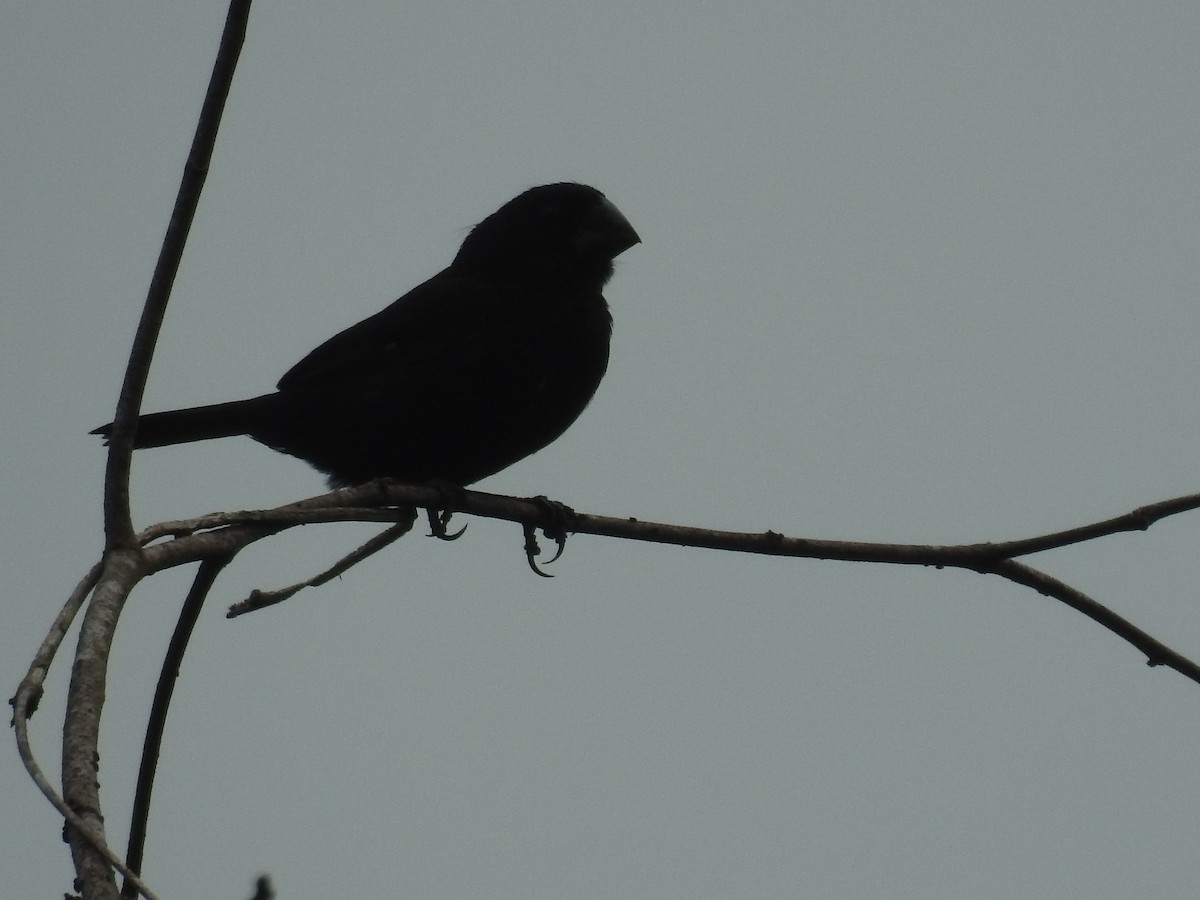 Thick-billed Seed-Finch - ML642887705
