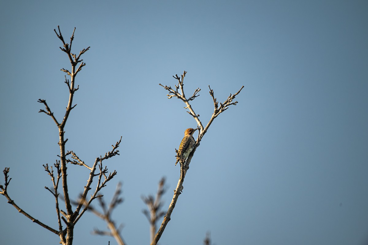 Northern Flicker - ML642887708
