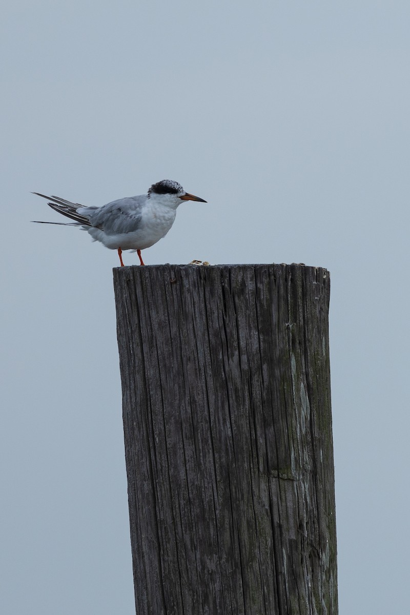 Forster's Tern - ML642887711