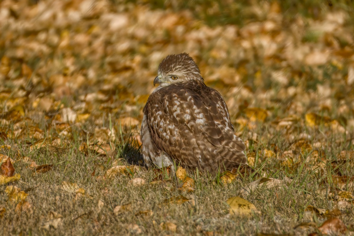 Red-tailed Hawk - ML642887712