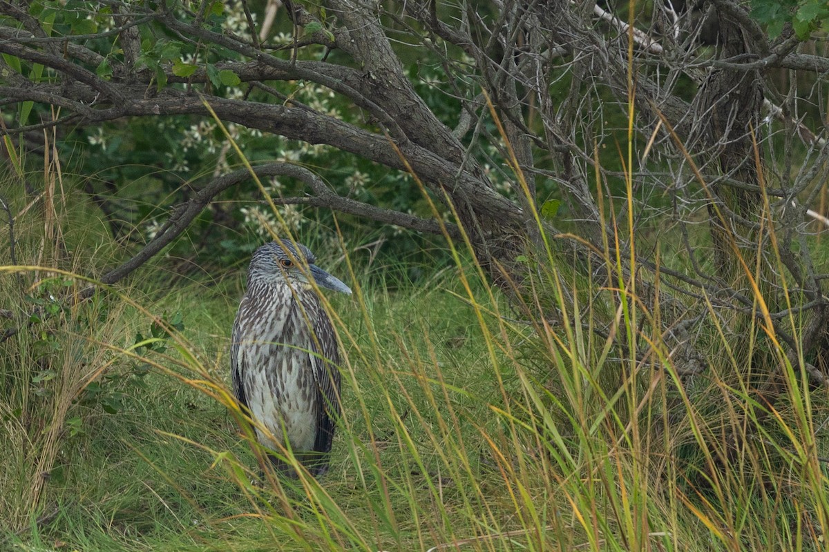 Yellow-crowned Night Heron - ML642887715