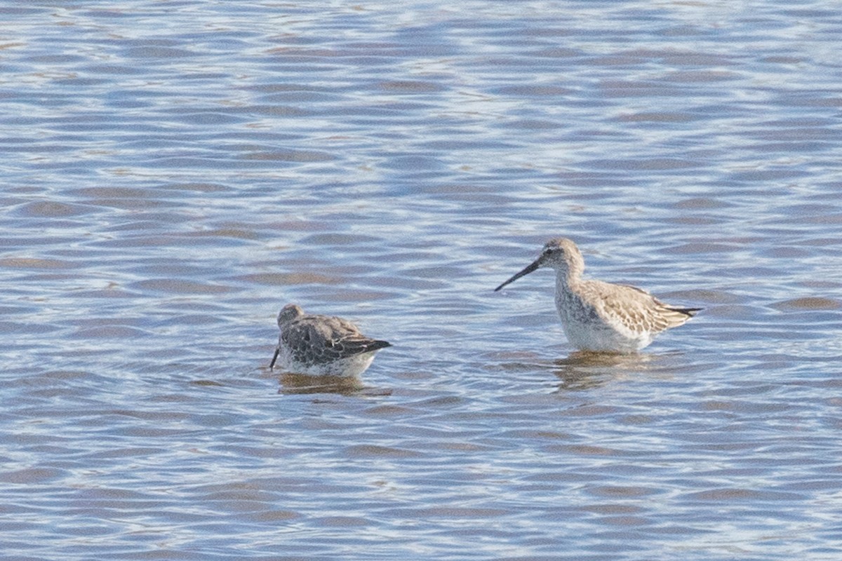 Stilt Sandpiper - ML642887721
