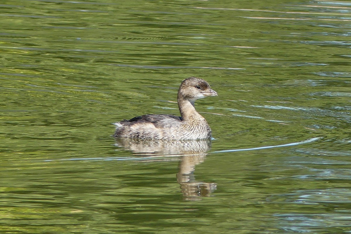 Pied-billed Grebe - ML642887725
