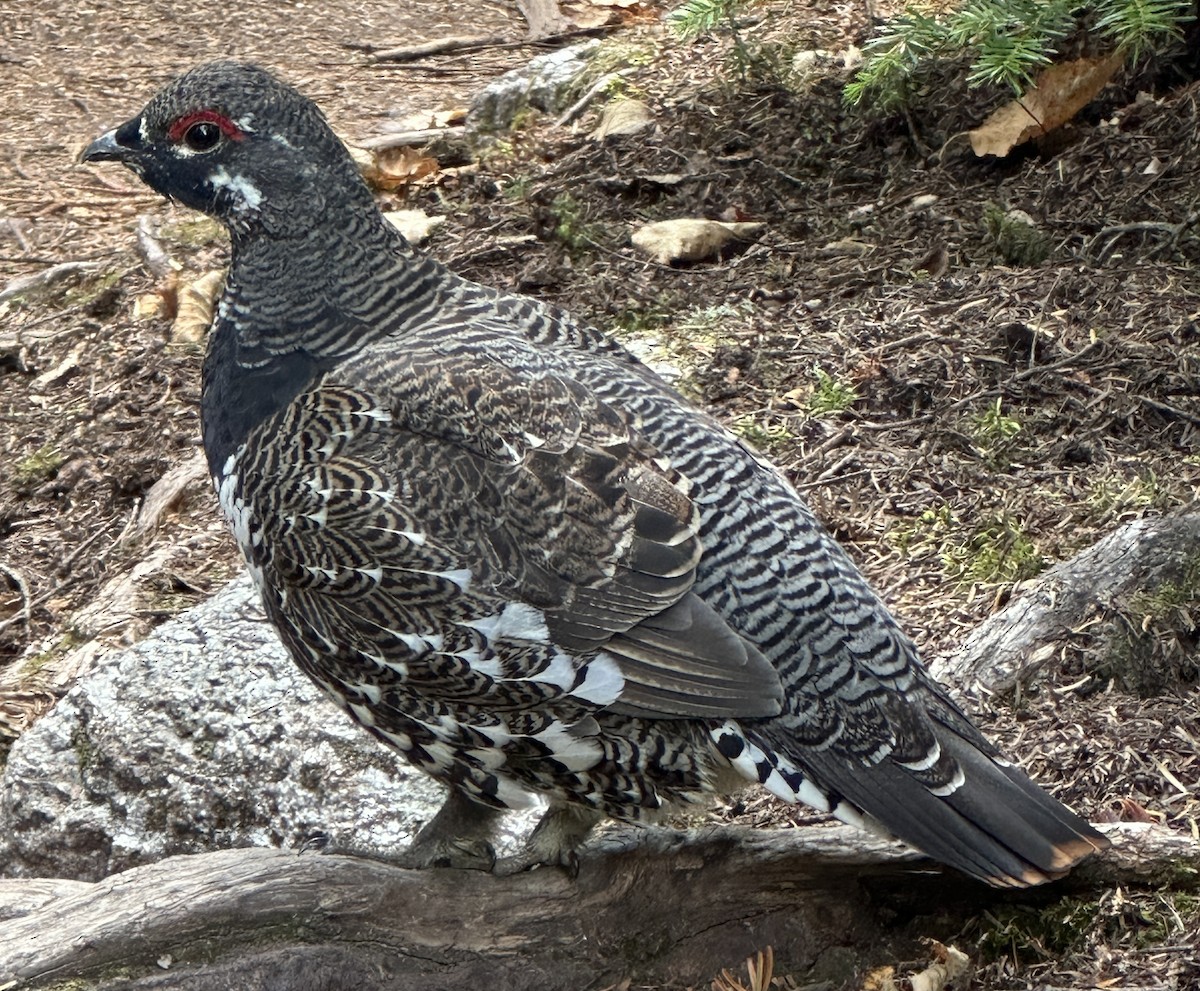 Spruce Grouse - ML642887737