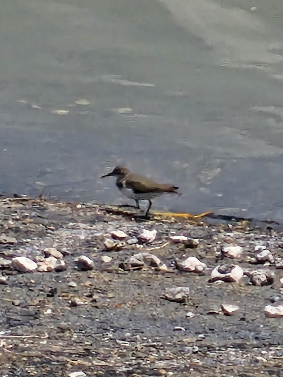 Spotted Sandpiper - ML642887745