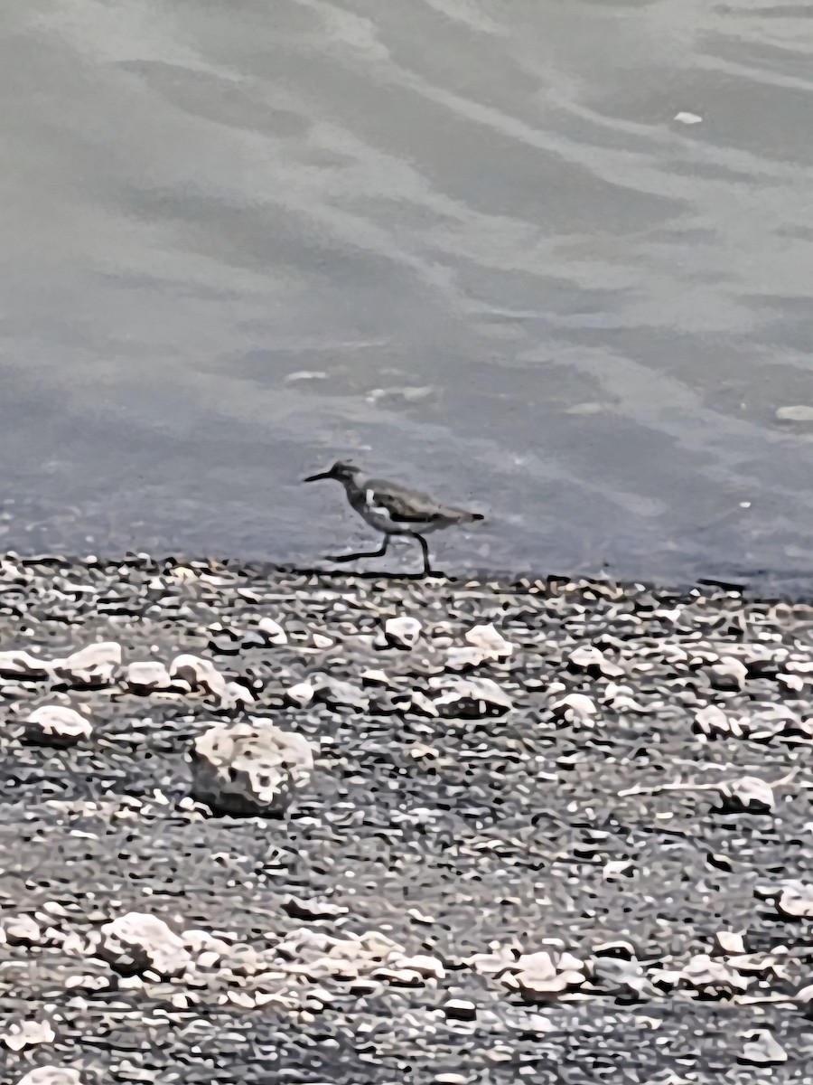 Spotted Sandpiper - ML642887749